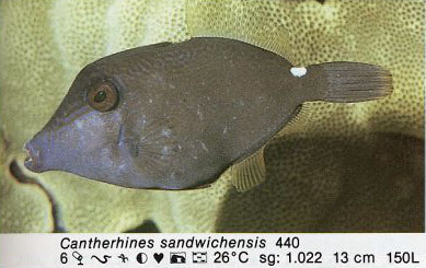 Cantherhines sandwichensis
